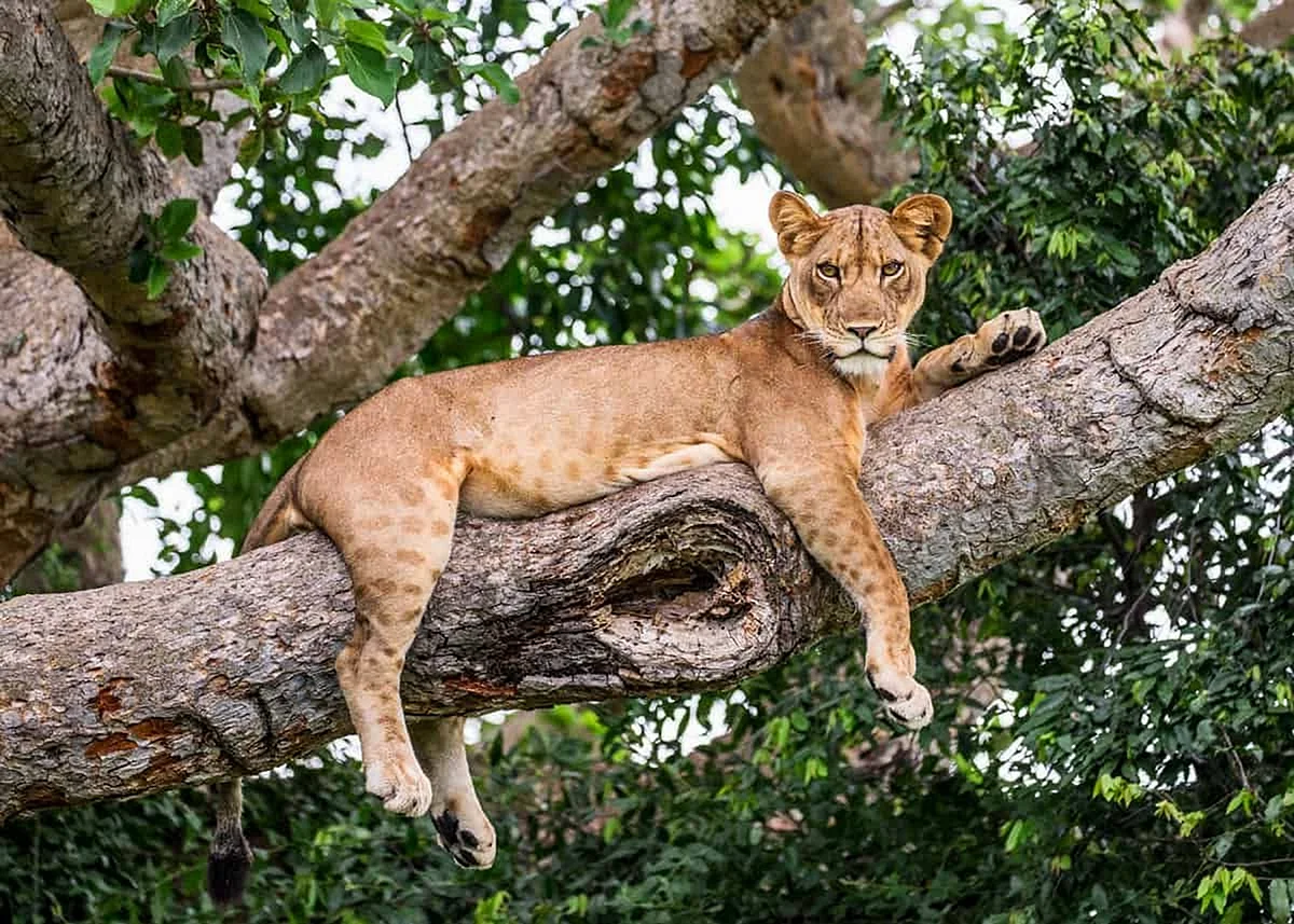 Львица лежит на дереве