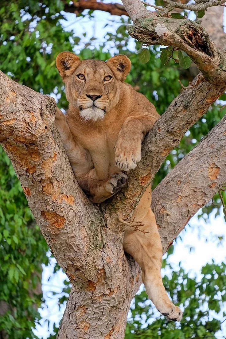 Львица на дереве
