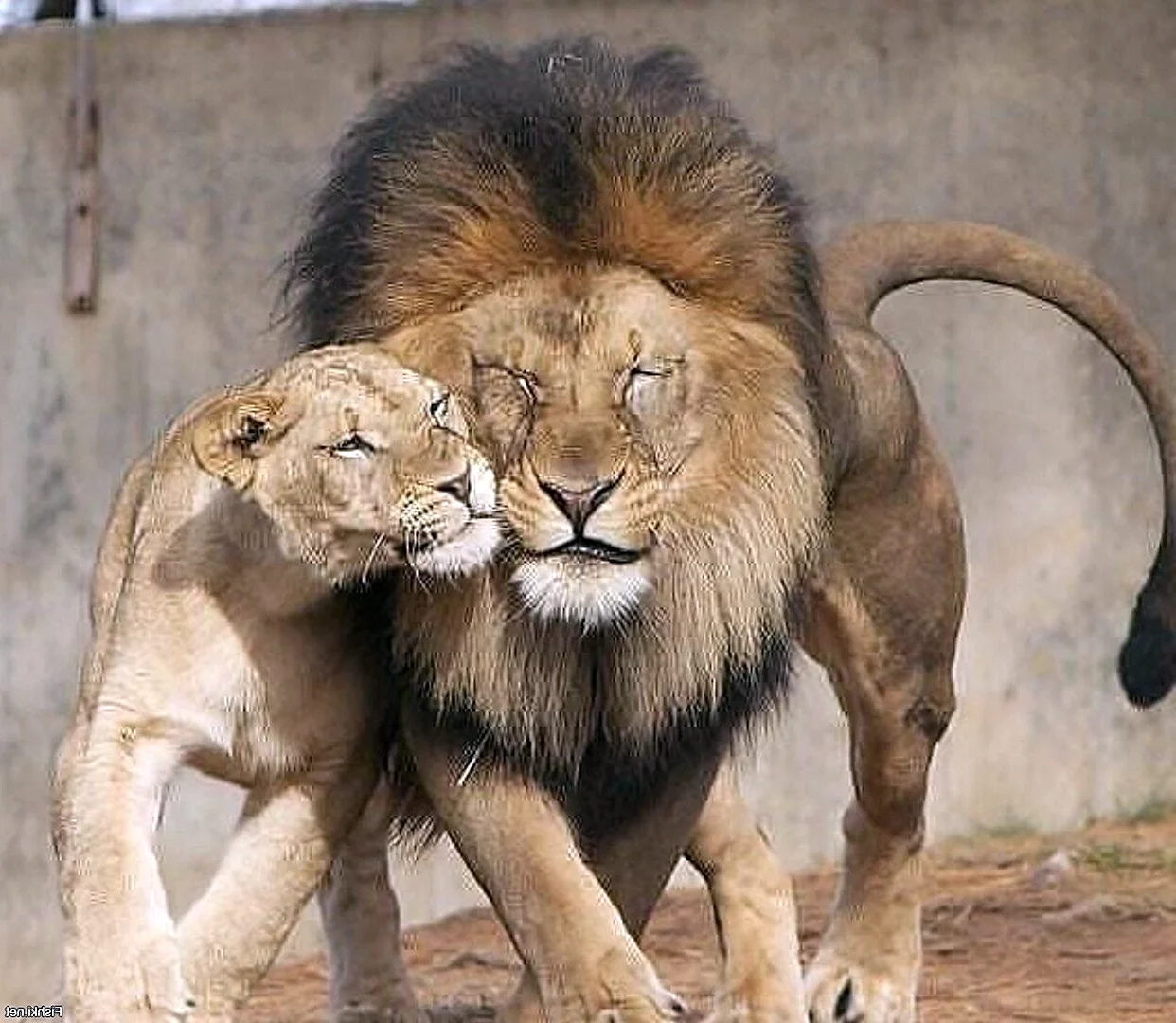 Львица на голове у Льва