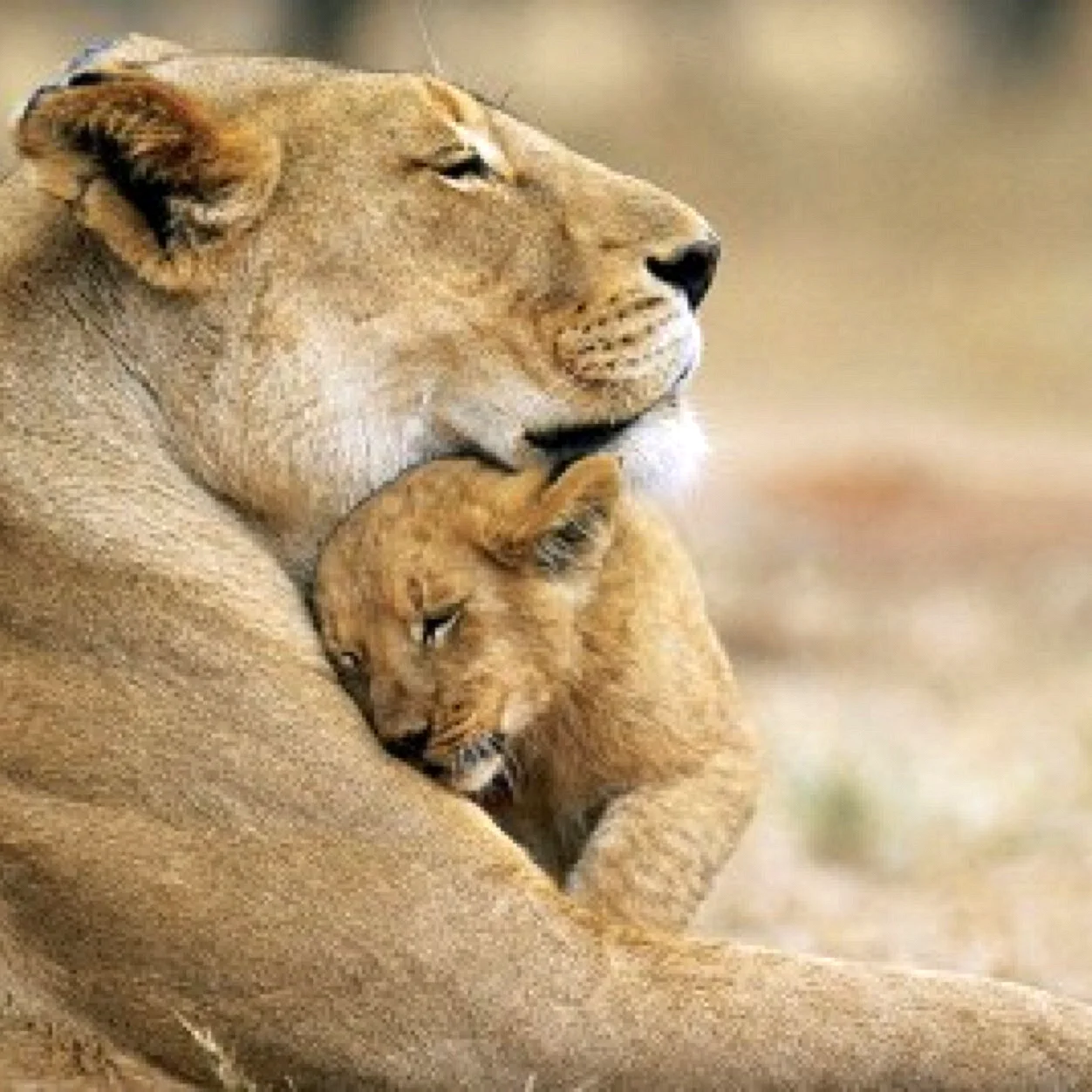 Львица с детенышем