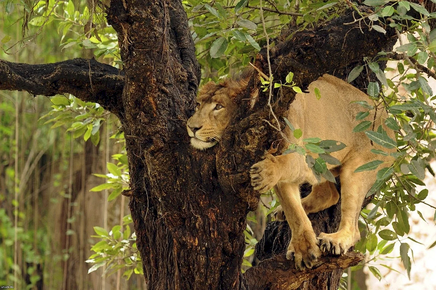 Львица спит на дереве