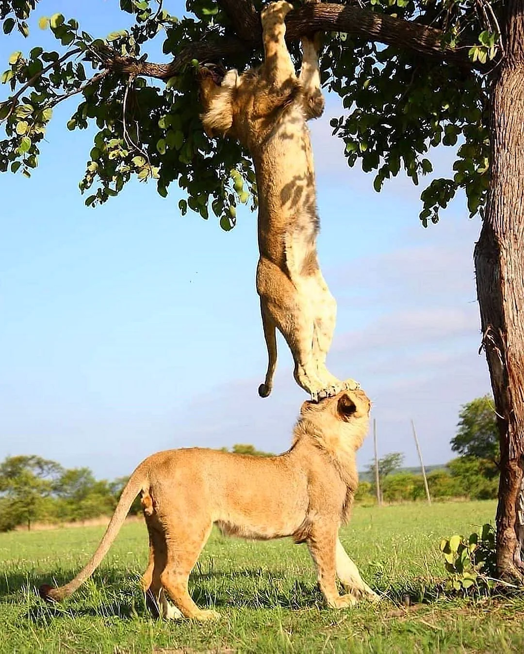 Львы лазают по деревьям