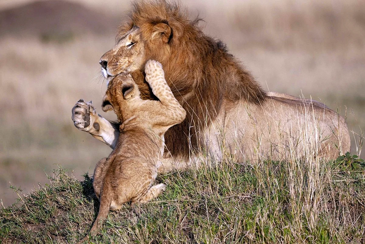 Львы обнимаются