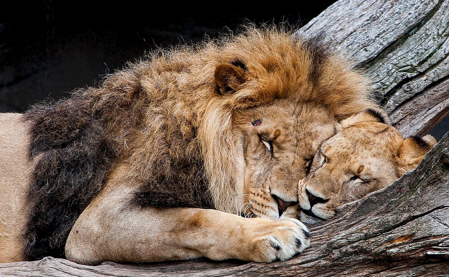 Львы спят в обнимку