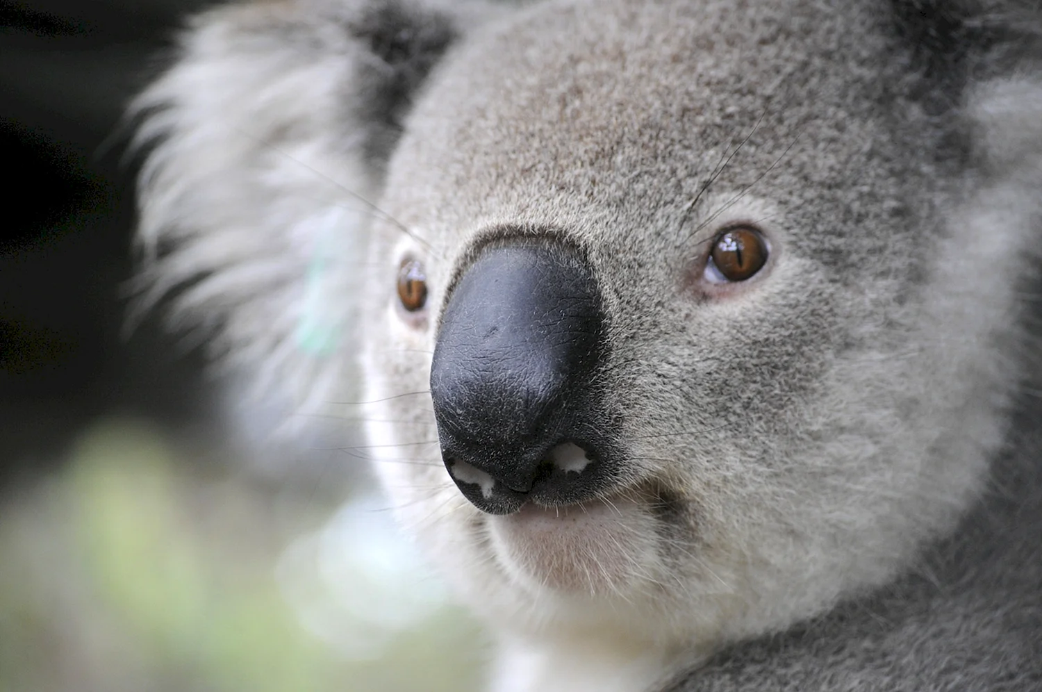 Лысая коала