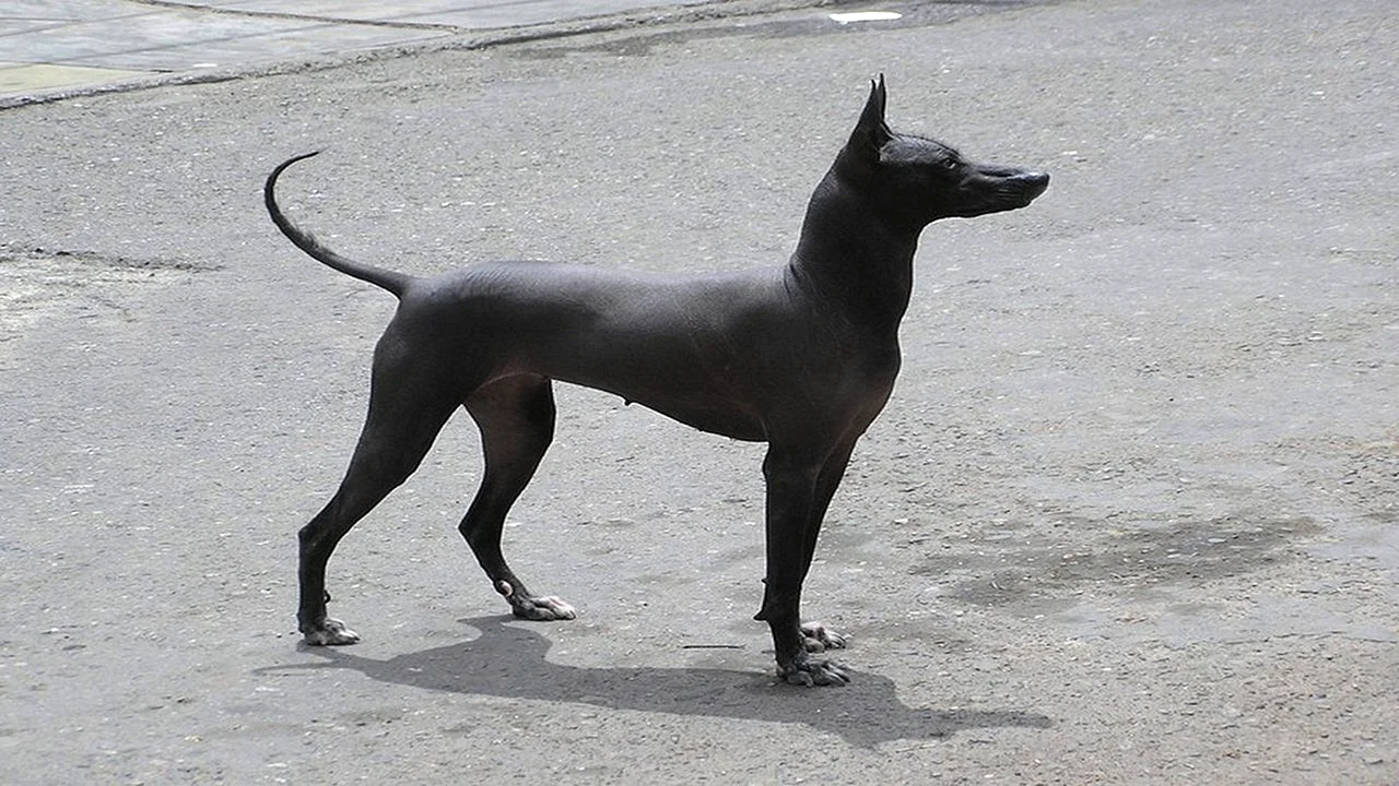 Лысая собака Анубис