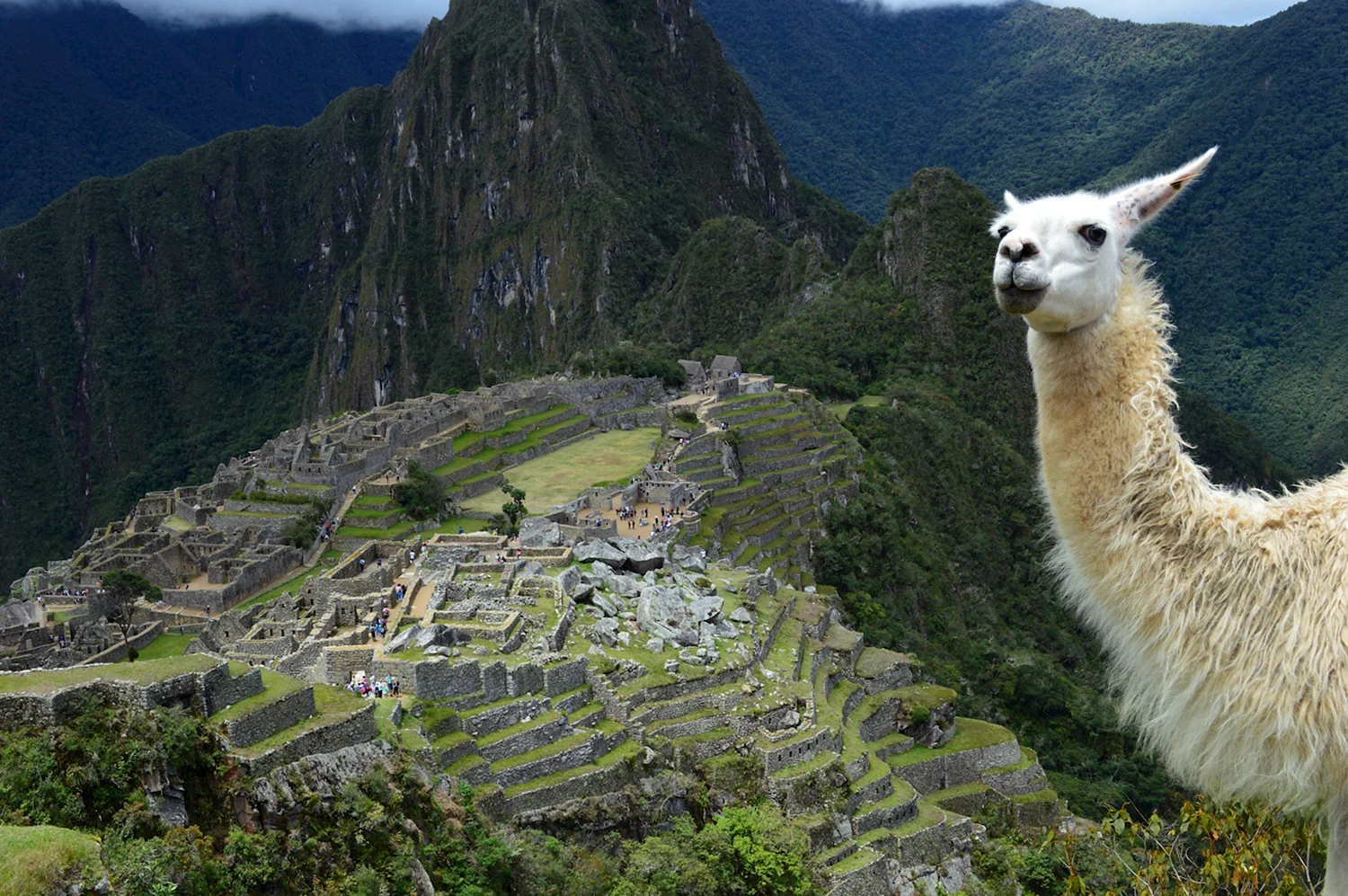 Мачу Пикчу ламы