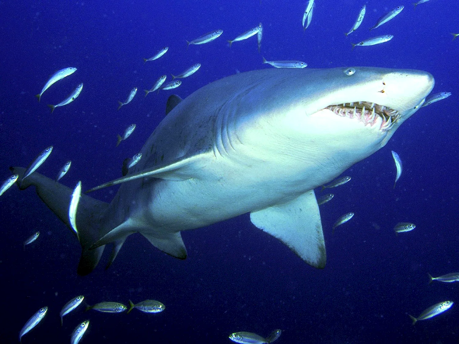 Мадагаскарская острозубая акула