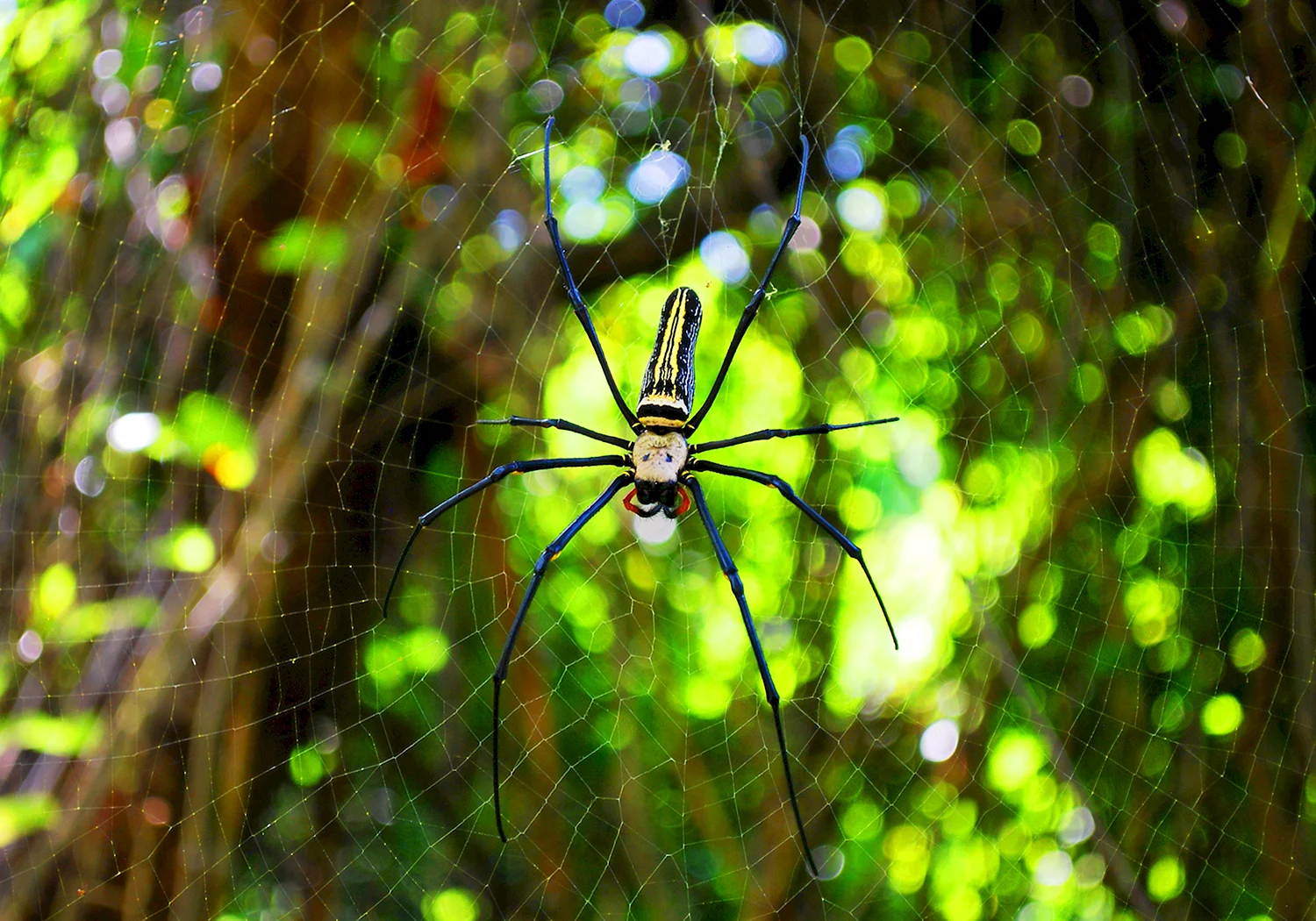 Мадагаскарский паук шелкопряд