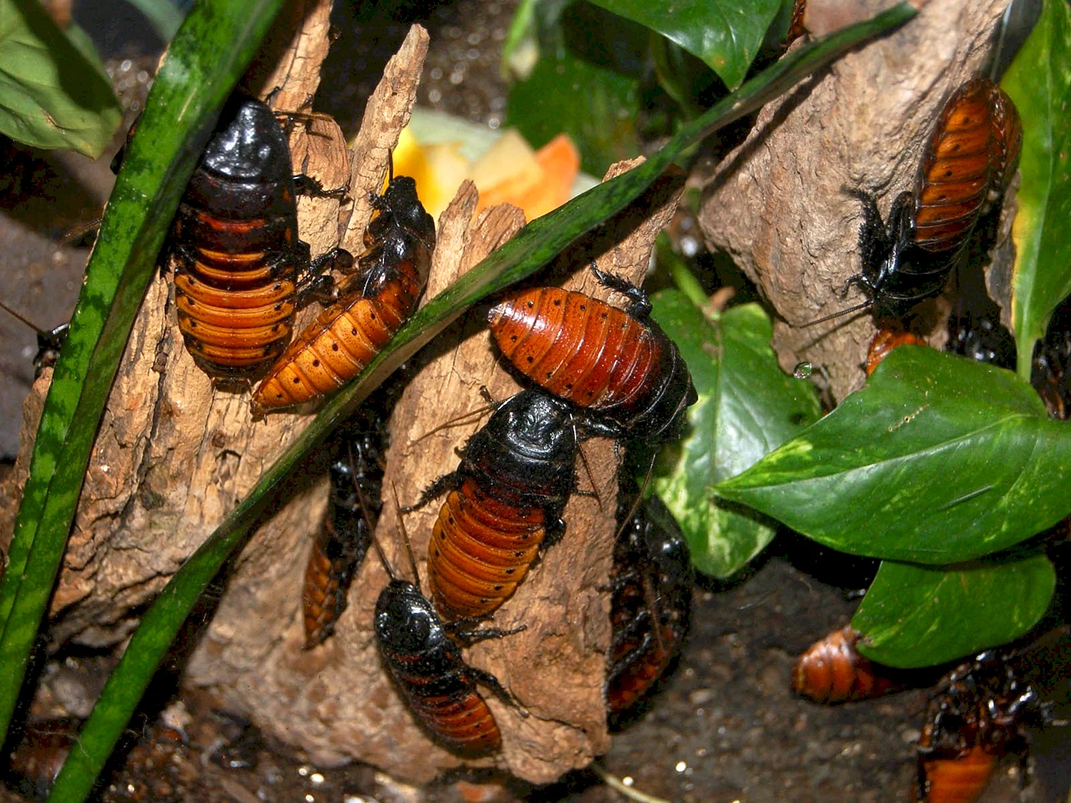 Мадагаскарский шипящий таракан террариум