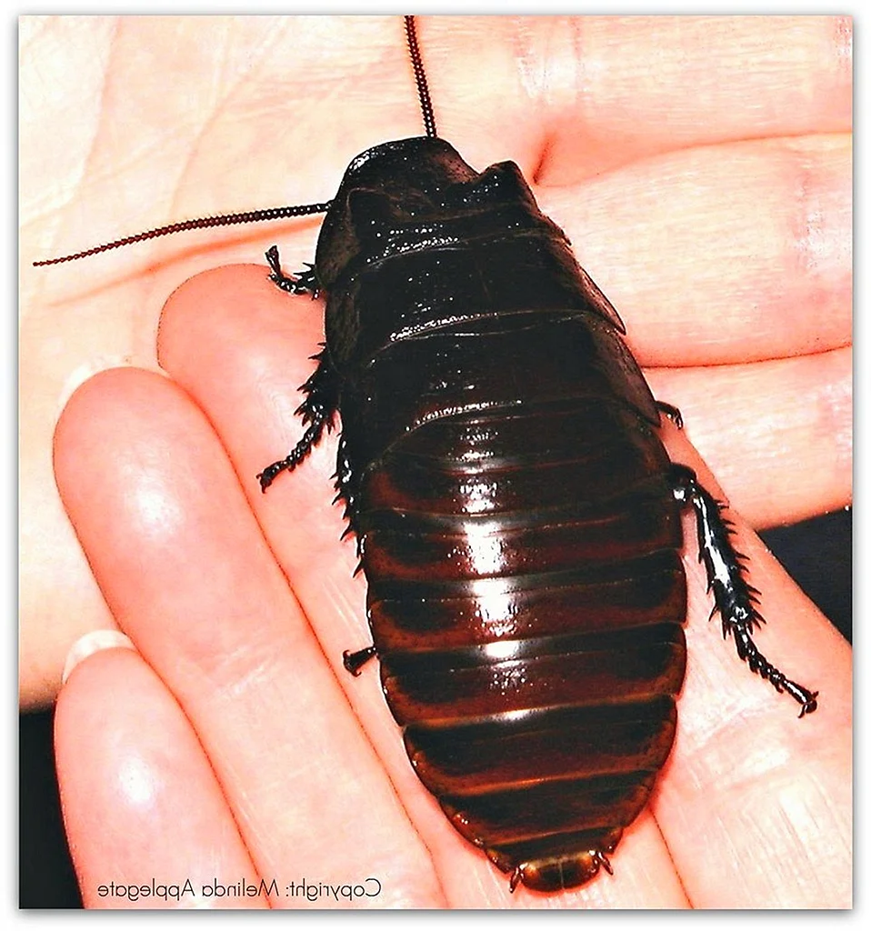 Мадагаскарский таракан черный