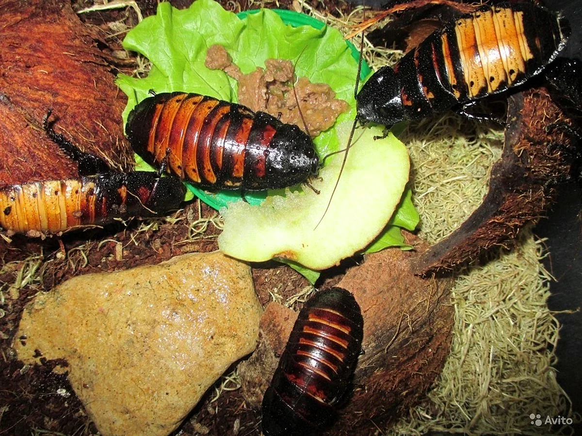 Мадагаскарский таракан шипун