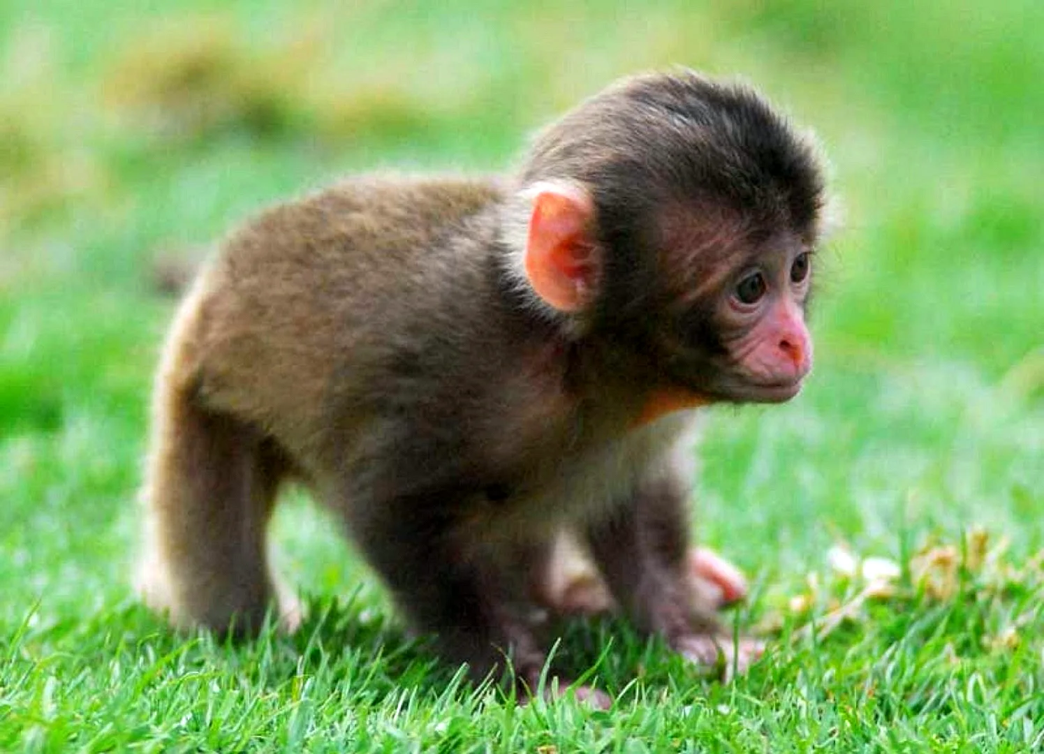 Маймун макаки детёныш