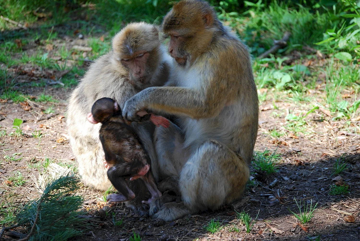 Маймун макаки семья мартышки