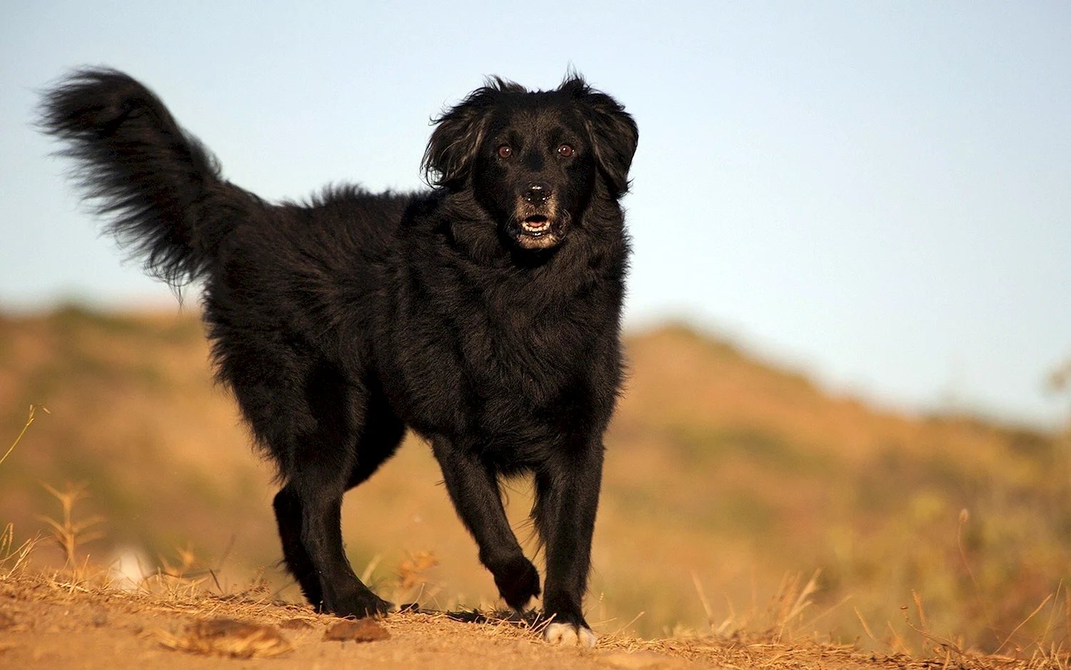Огромный черный пес (61 фото)