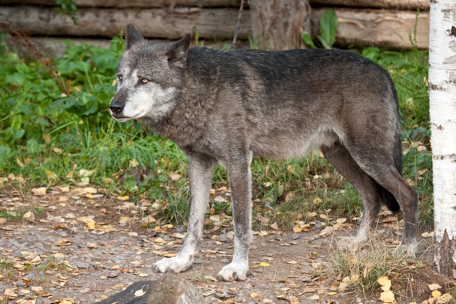 Макензийский Равнинный волк