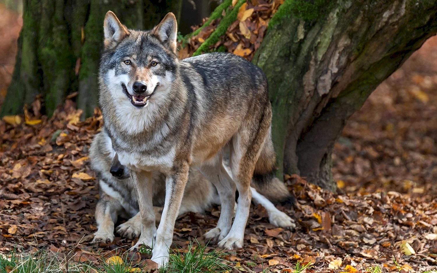 Макензийский волк