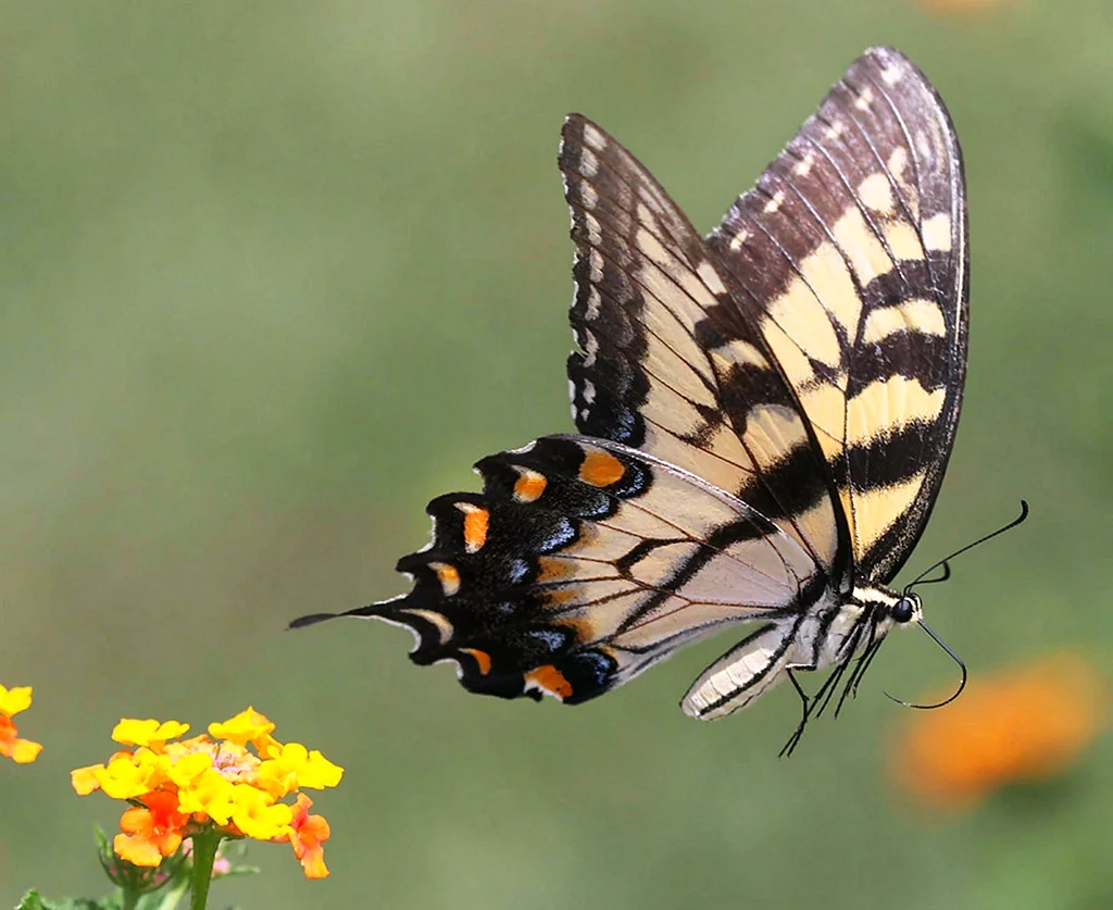 Махаон бабочка Махаон
