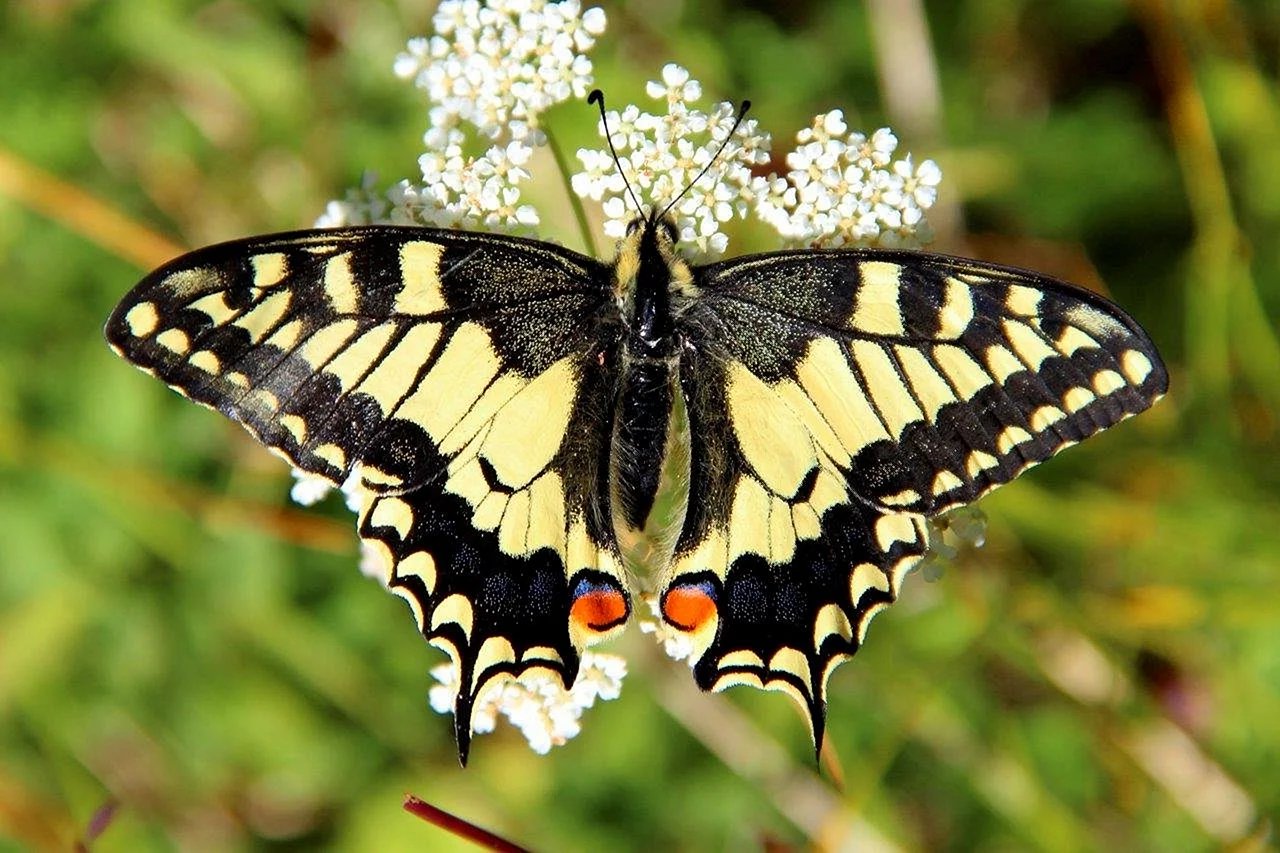 Махаон Papilio Machaon Linnaeus, 1758