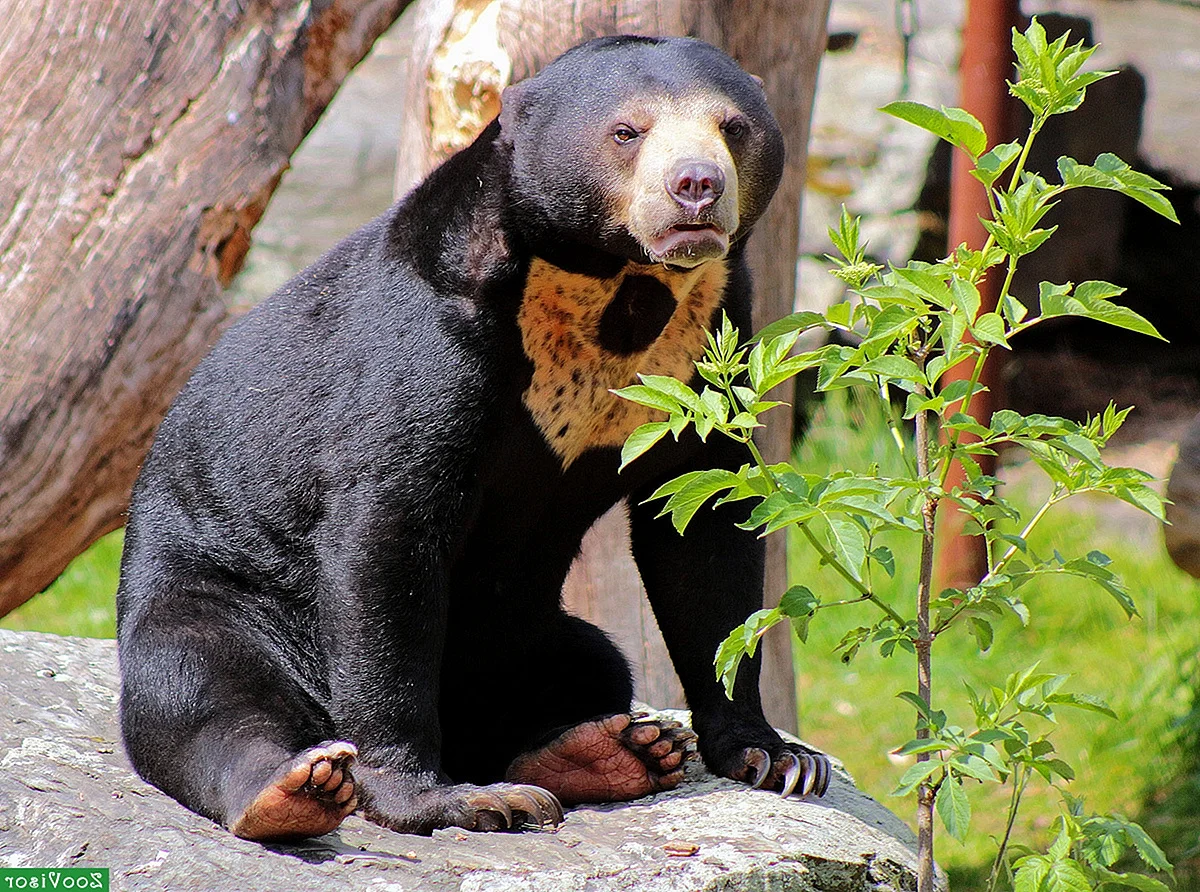 Малайский медведь бируанг