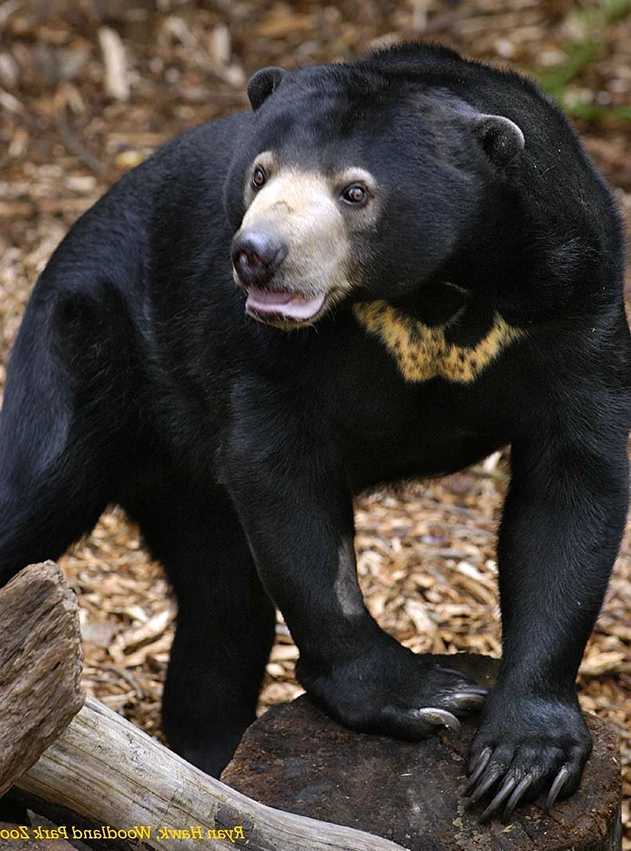 Малайский медведь Helarctos malayanus