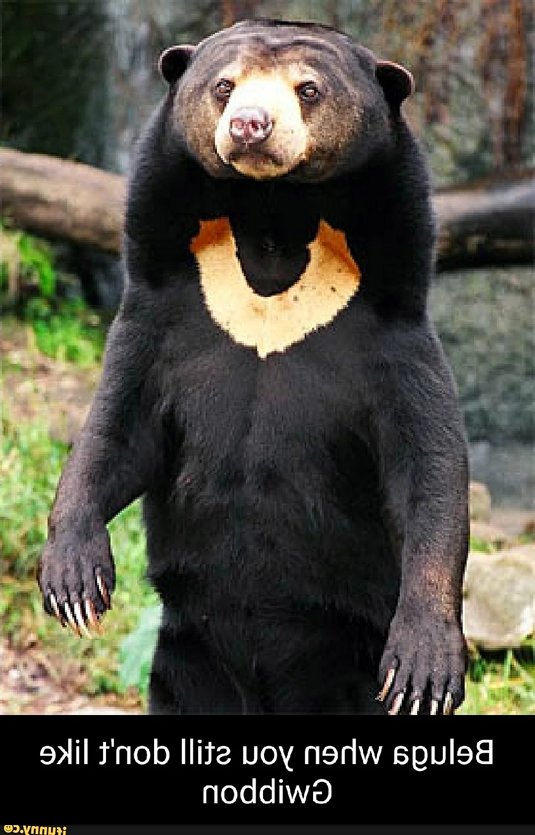 Малазийский медведь или бируанг