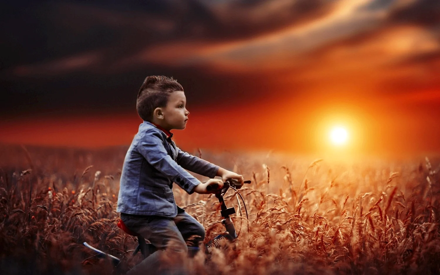 Мальчик на велосипеде в поле