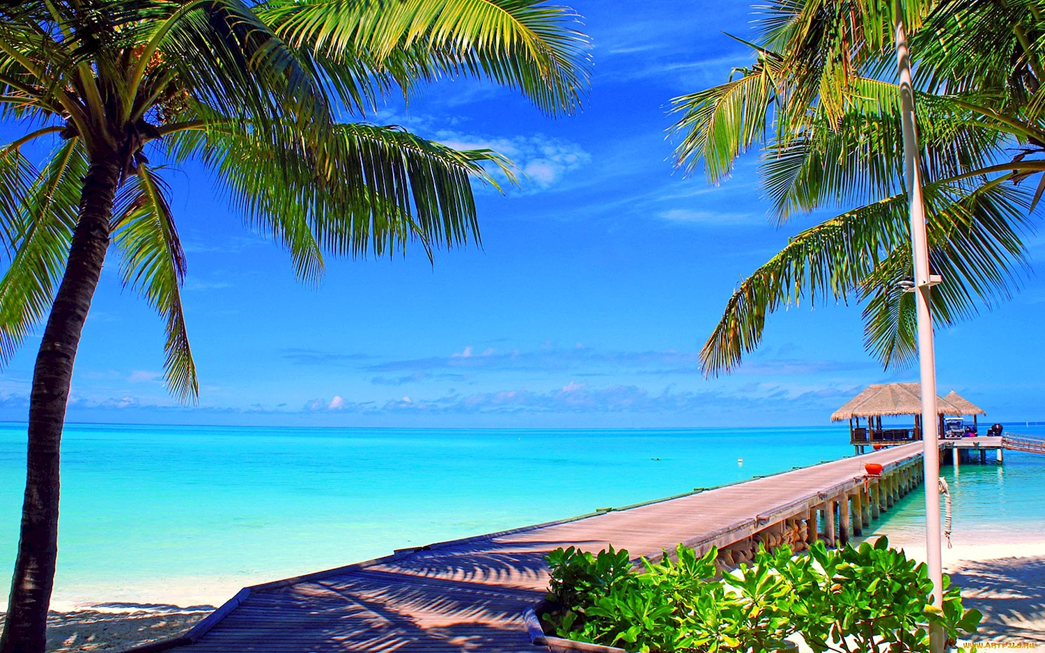 Мальдивы пальмы океан