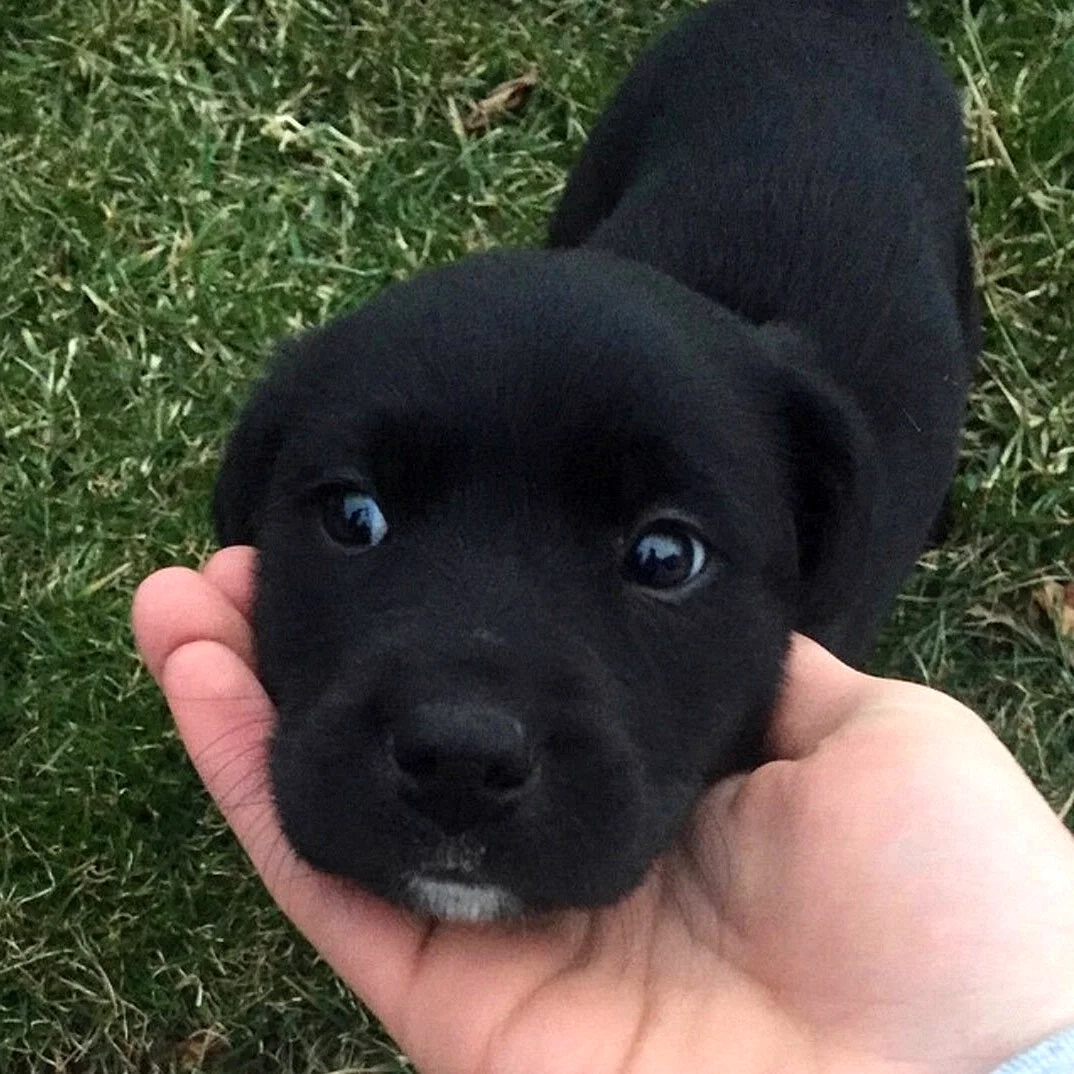 Маленькая черная собачка