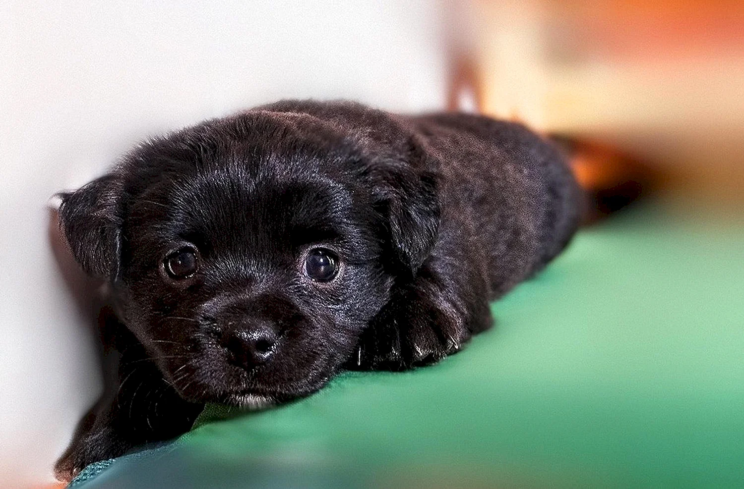 Маленькая черная собачка порода