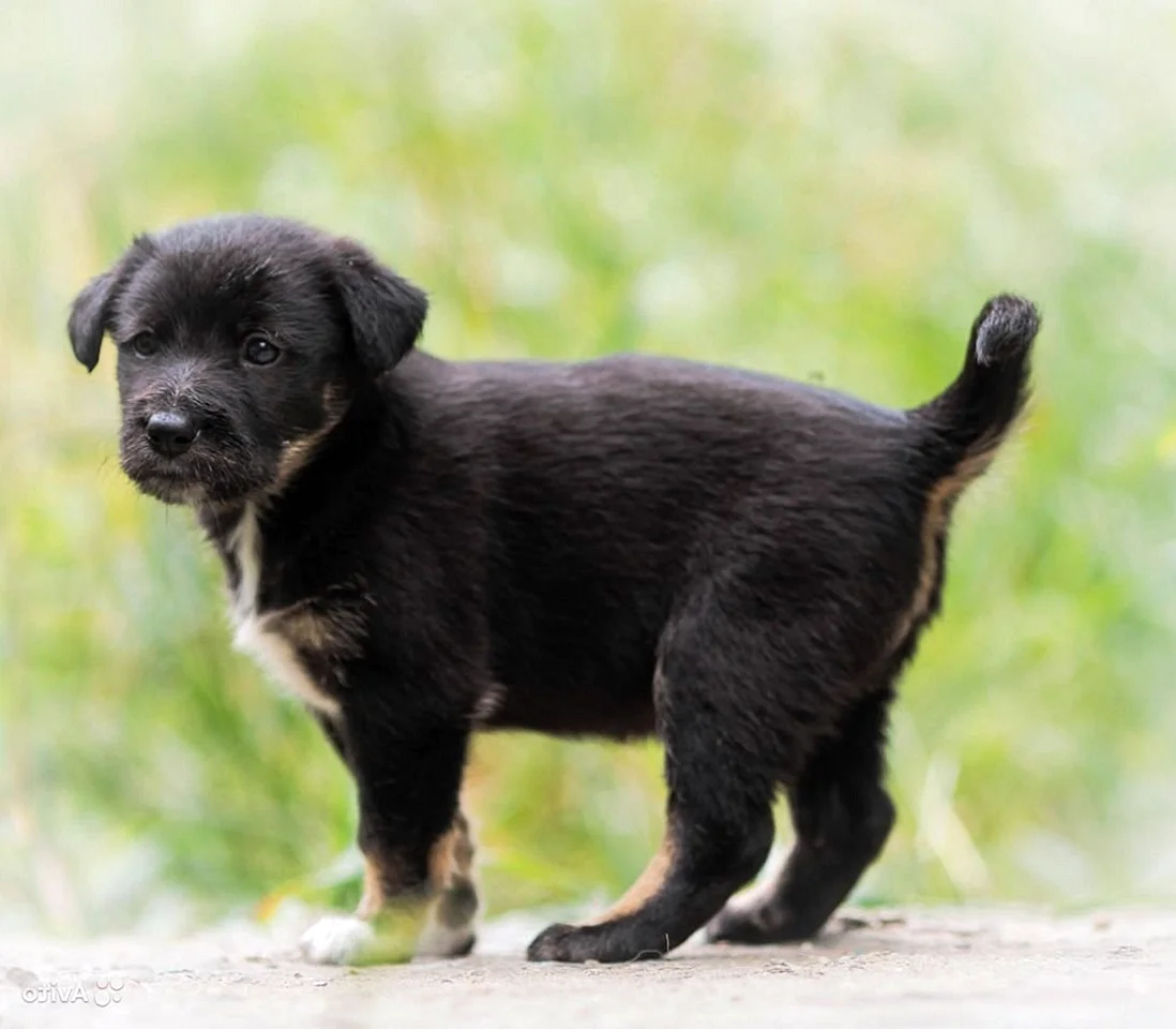 Маленькая черная собака