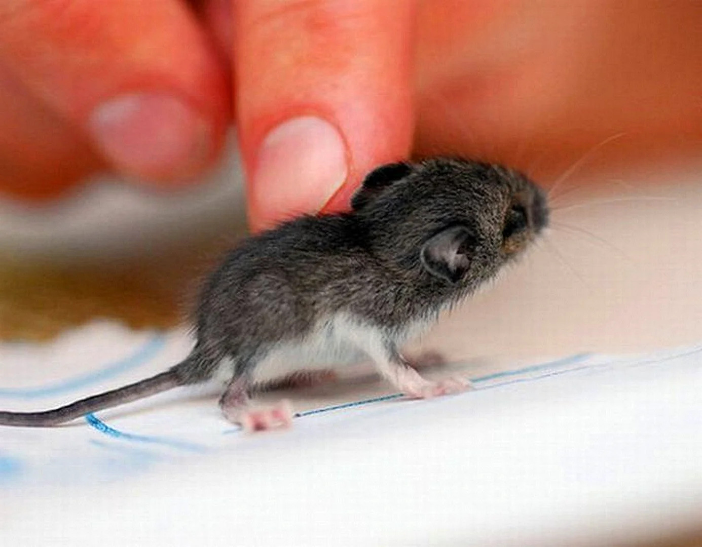 Маленькая мышь