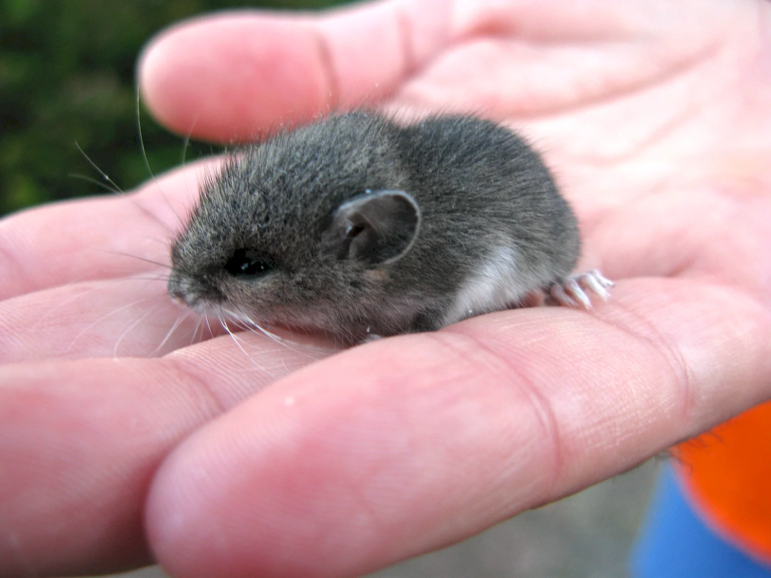 Маленькая мышь