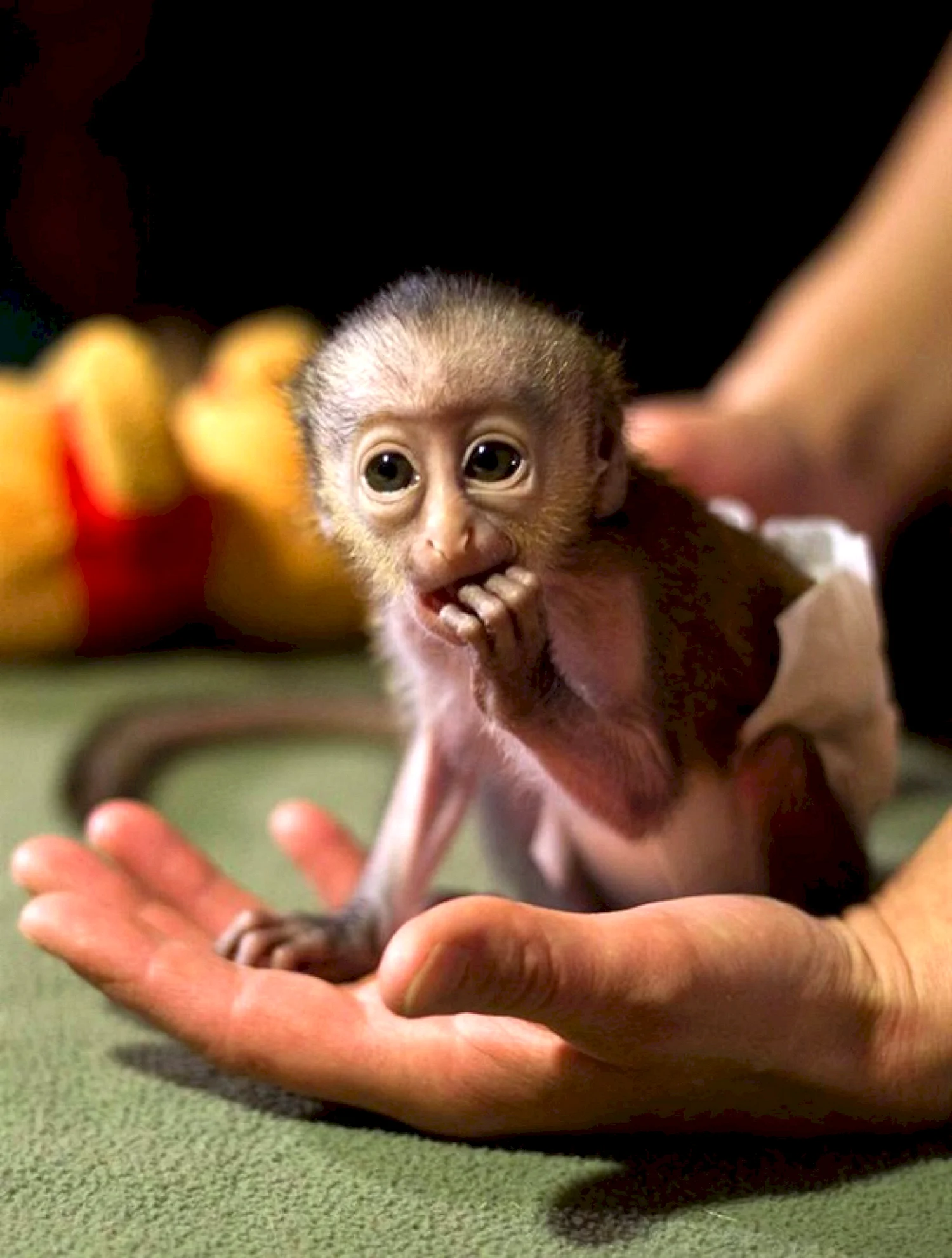 Маленькая обезьянка