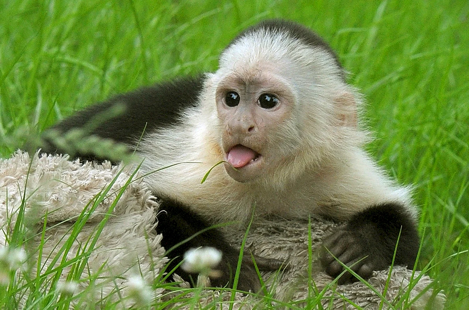 Маленькая обезьянка капуцин