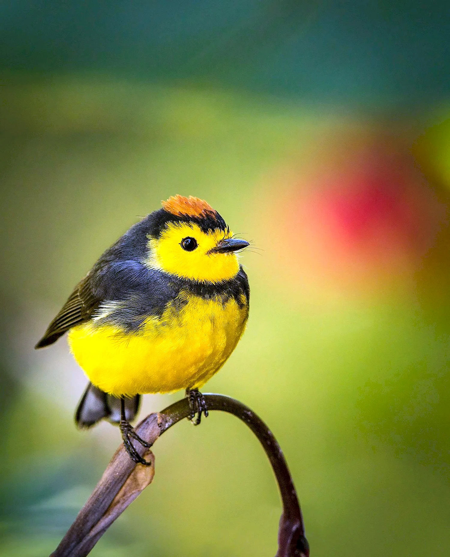 Маленькая желтенькая птичка