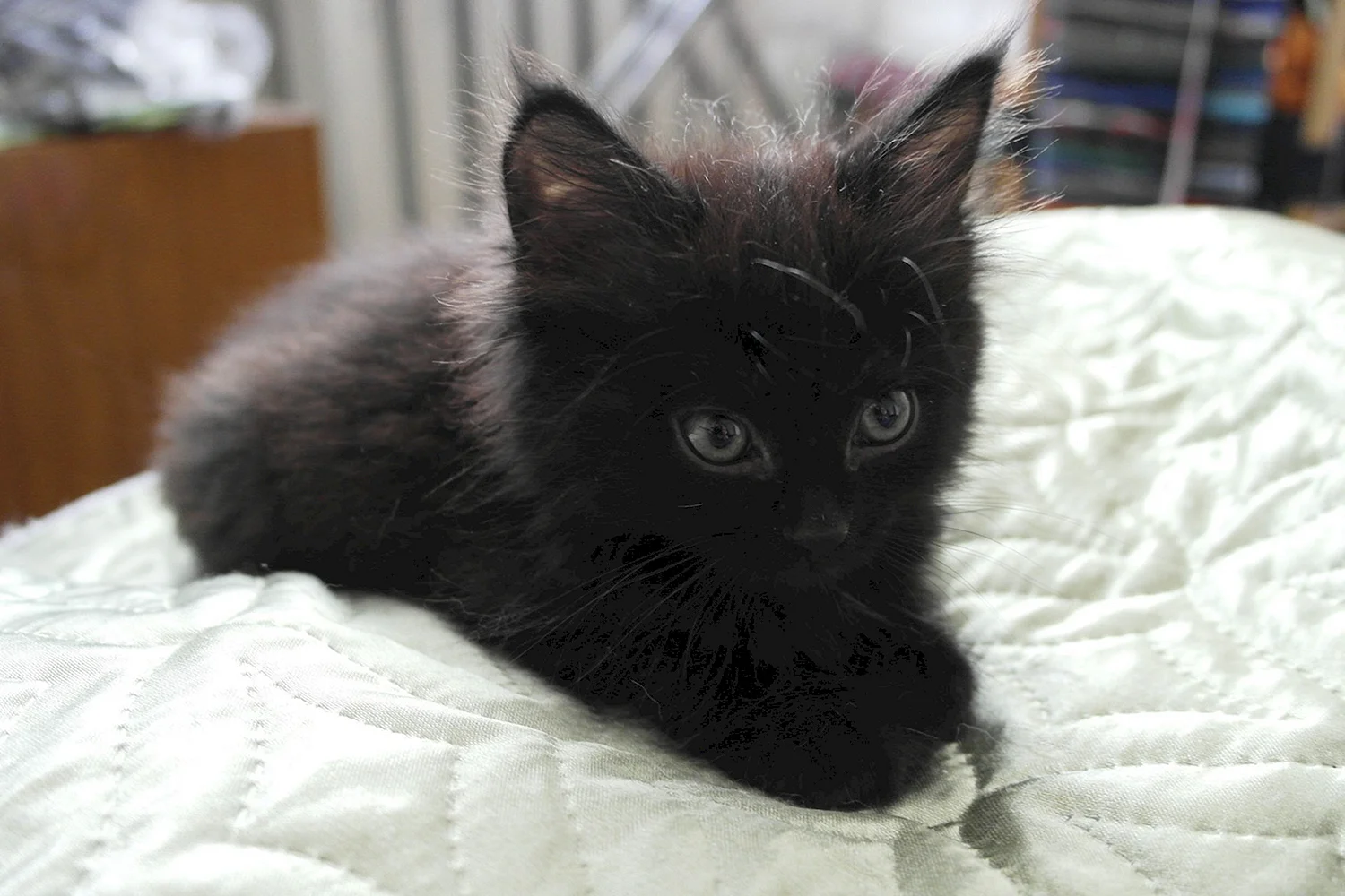Маленькие чёрные пушистые котята