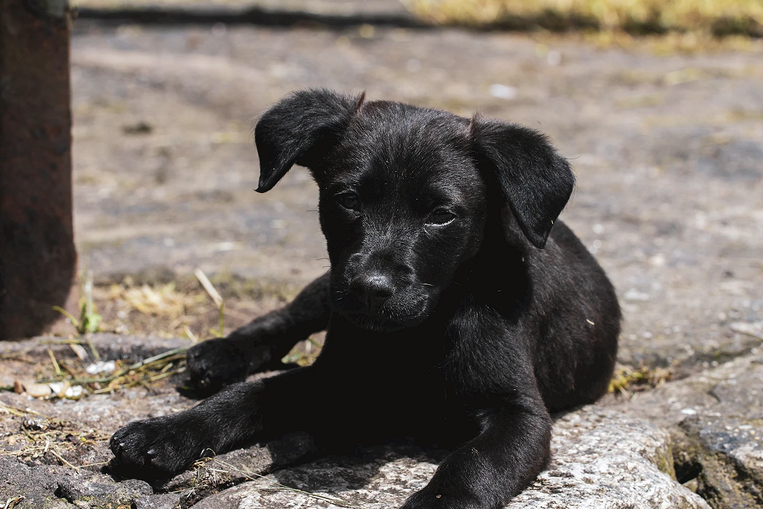 Маленькие черные собаки порода