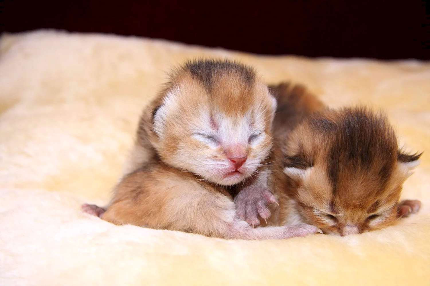 Маленькие котята родились
