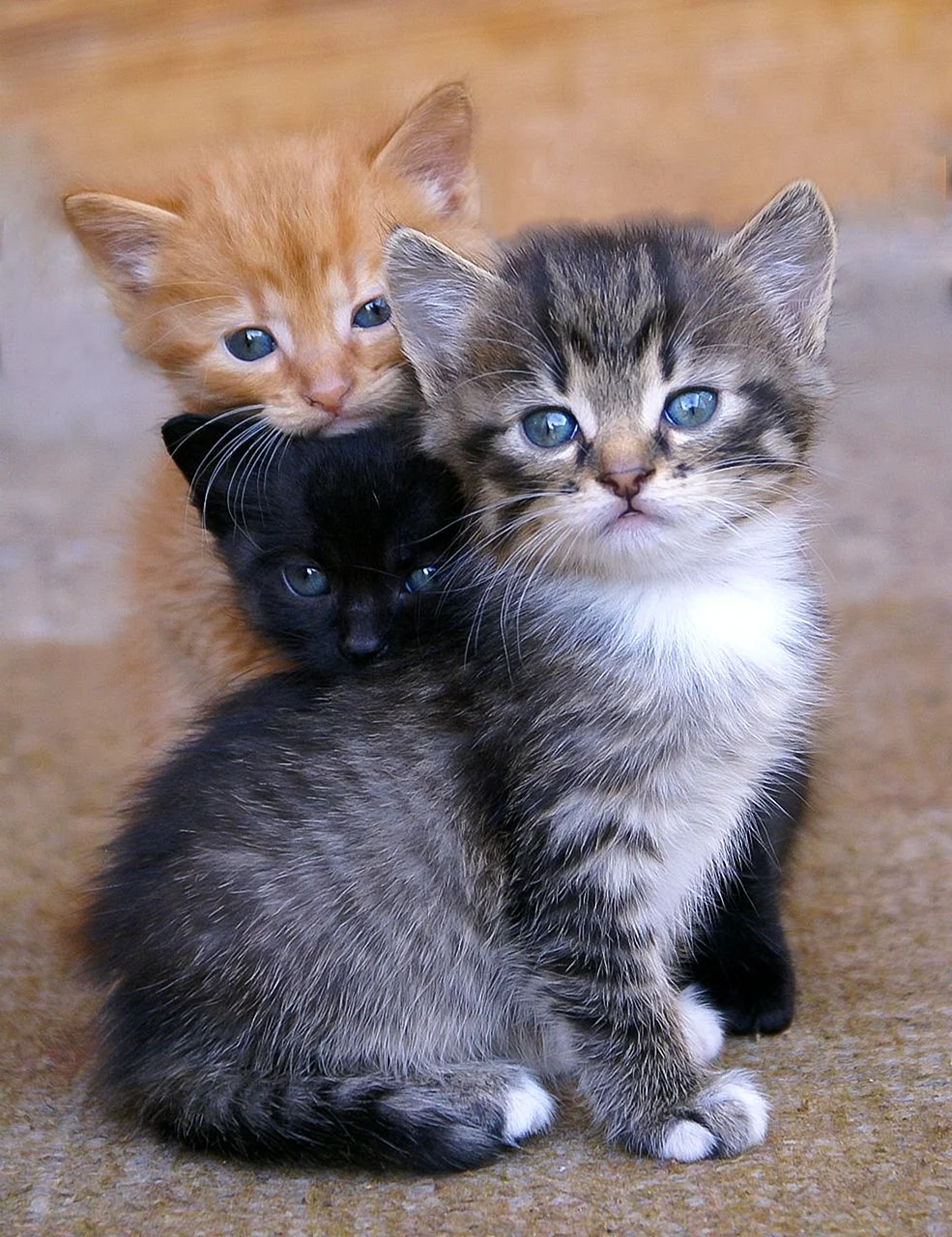 Маленькие котики