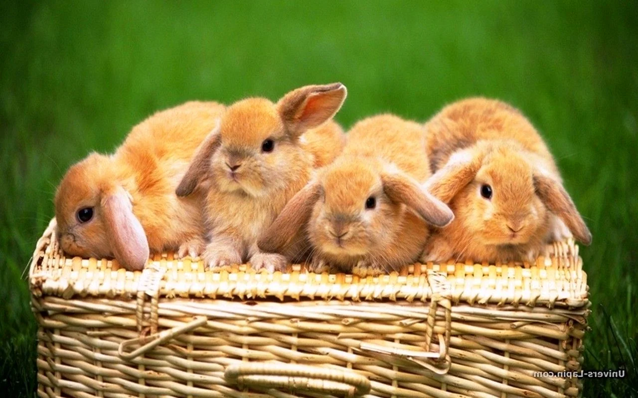 Маленькие крольчата