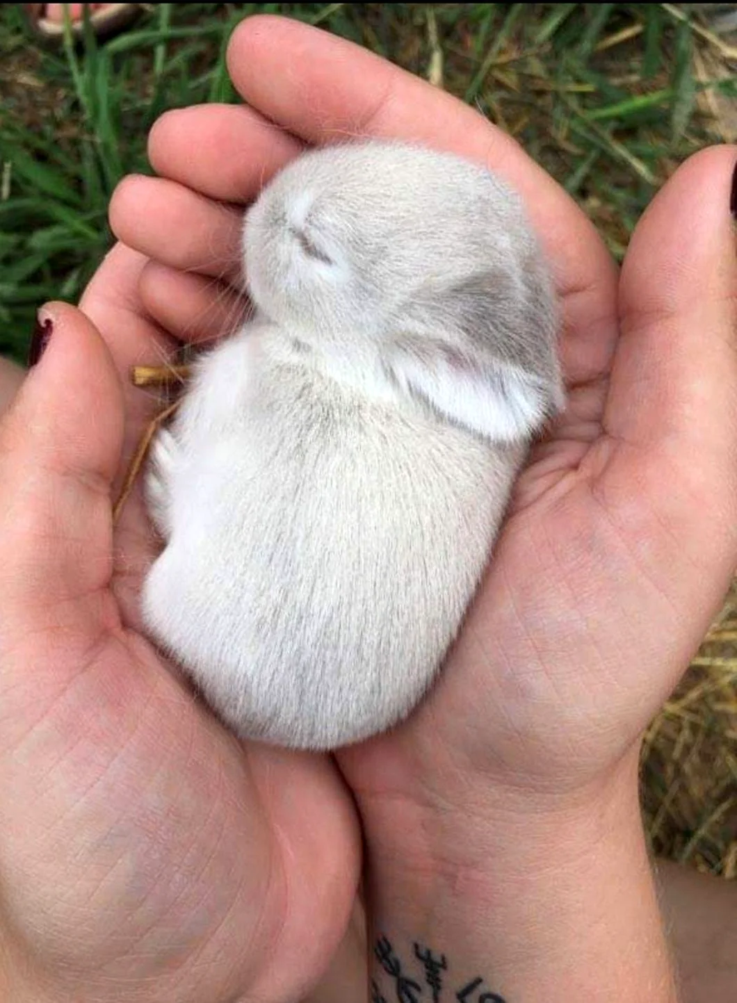 Маленькие кролики