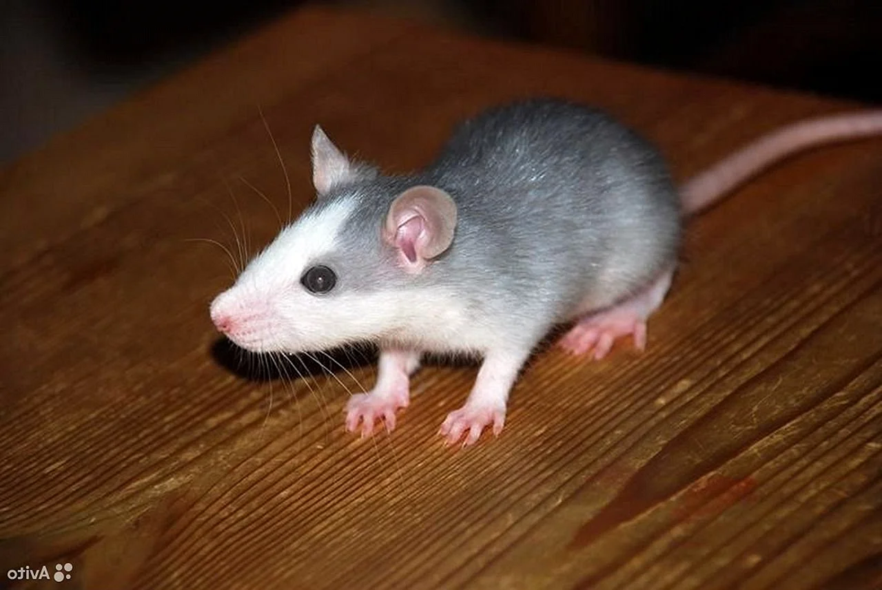Породы домашних крыс с фотографиями