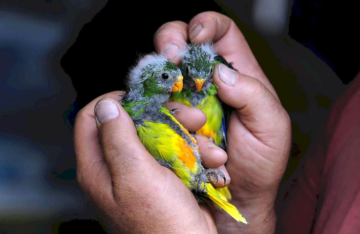 Маленькие попугаи