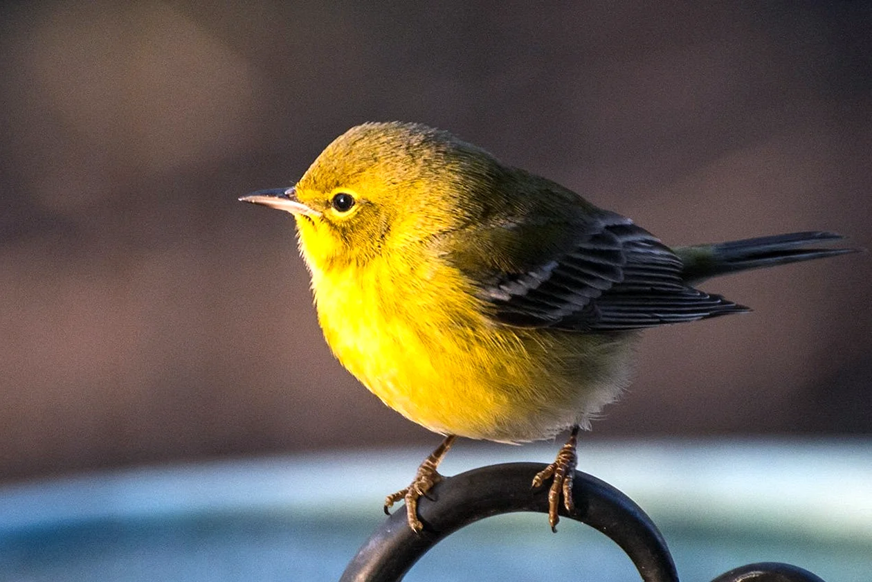 Маленькие желтые птички