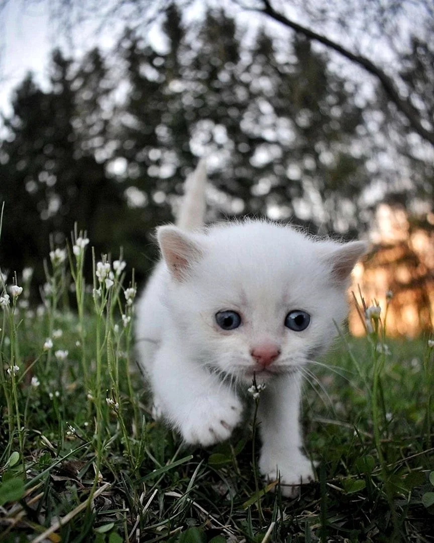 Маленький Беленький котенок