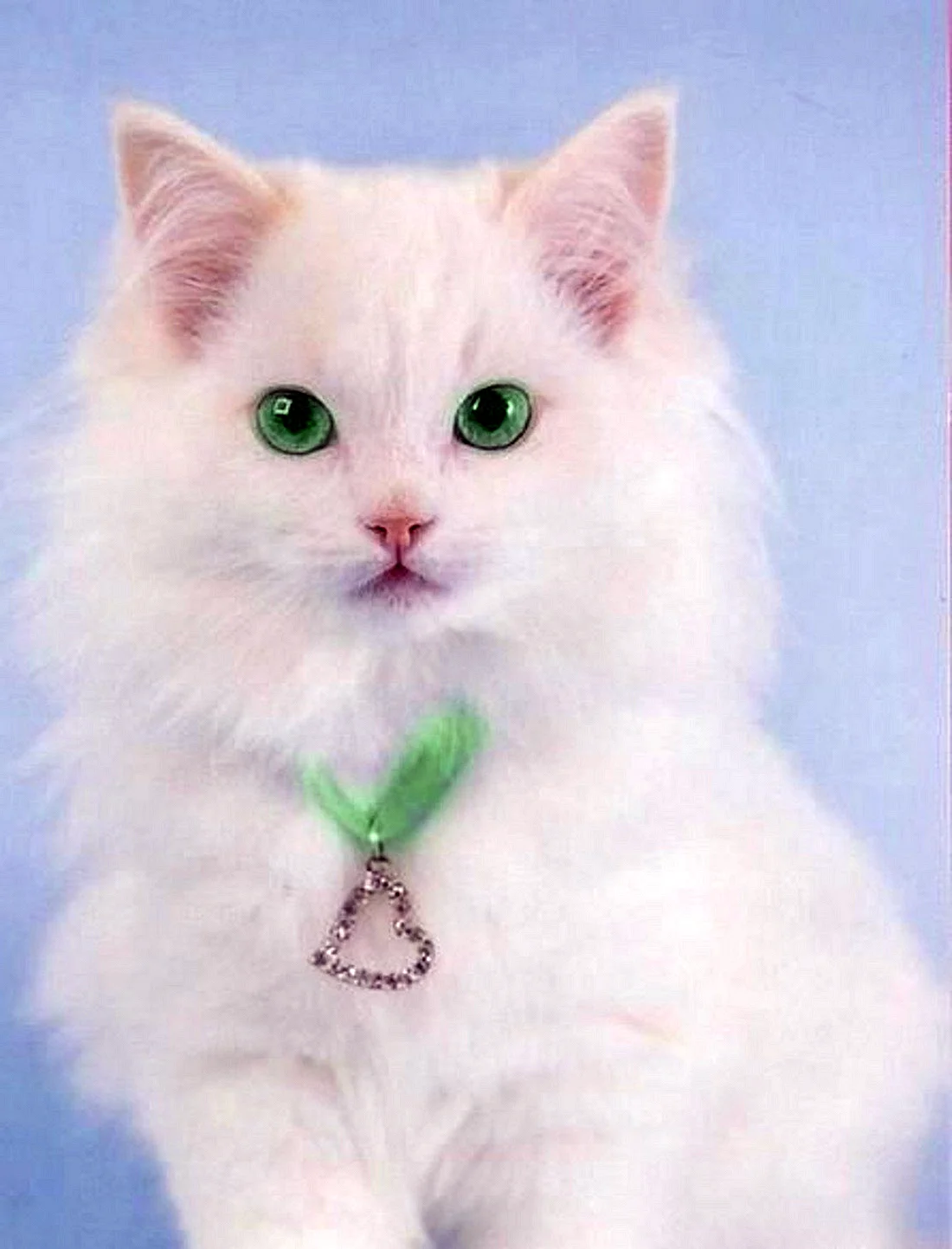 Маленький белый котенок с бантиком