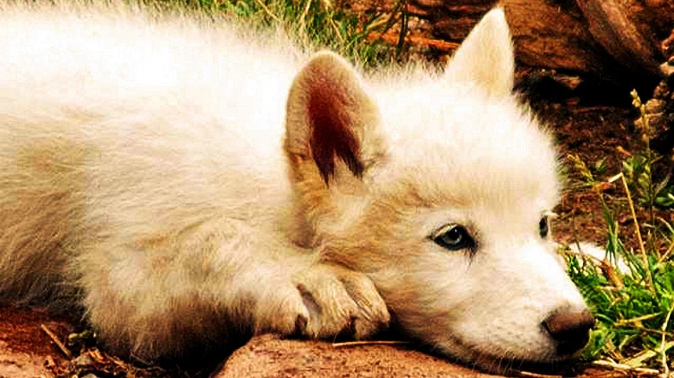 Маленький белый Волчонок