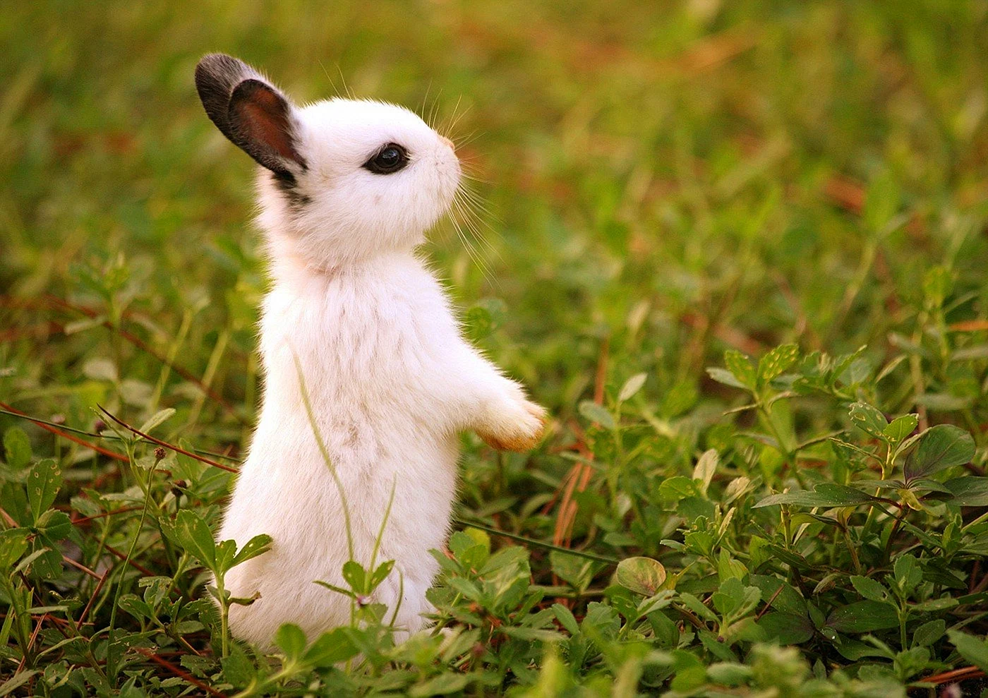 Маленький белый зайчик