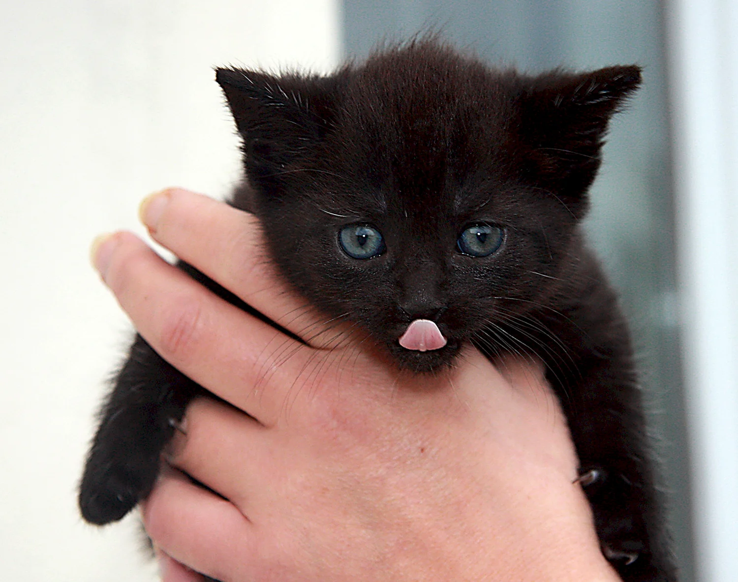 Маленький черный котенок